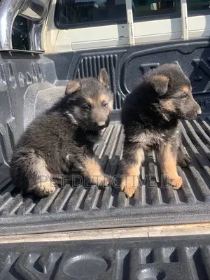 1-3 months Male Purebred German Shepherd