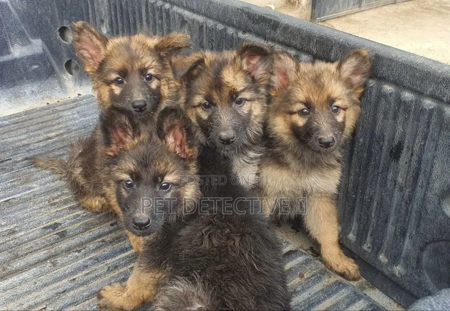 1-3 months Male Purebred German Shepherd