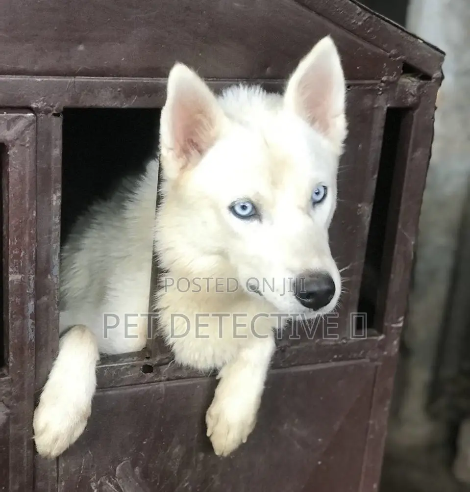 3-6 months Male Purebred Siberian Husky