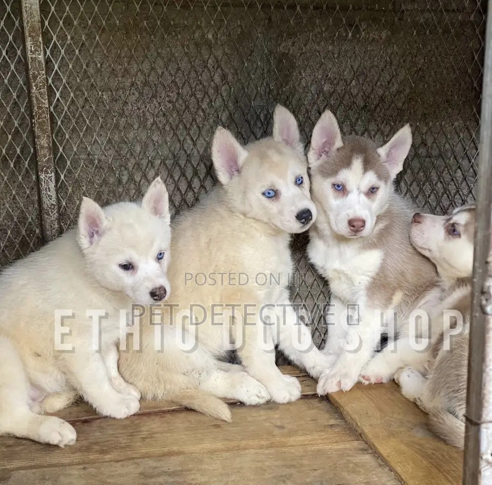 1-3 months Male Purebred Siberian Husky