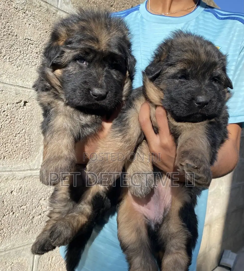 1-3 months Male Purebred German Shepherd