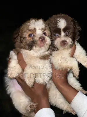 Photo - 1-3 months Male Purebred Maltese