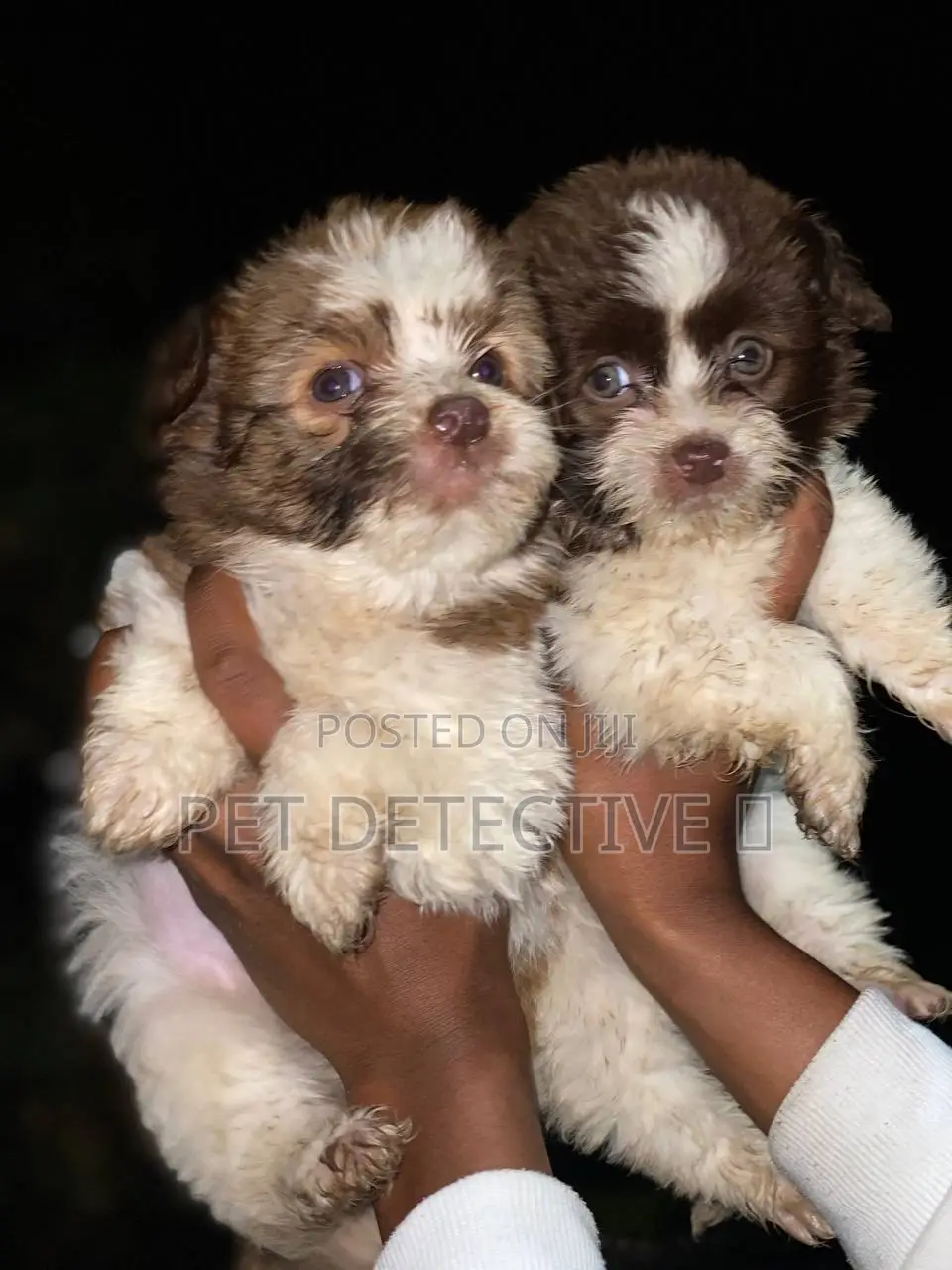 1-3 months Male Purebred Maltese