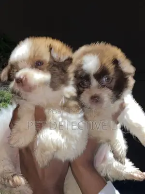 Photo - 1-3 months Male Purebred Maltese