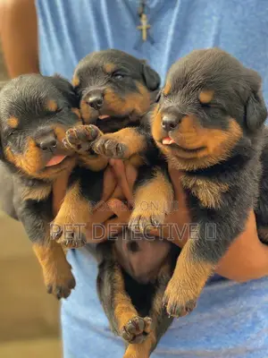 Photo - 1-3 months Male Purebred Rottweiler