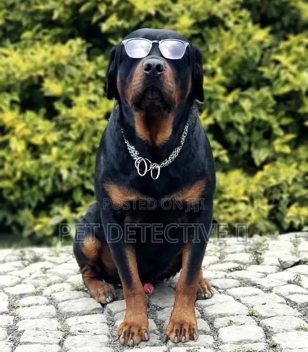 1-3 months Male Purebred Rottweiler