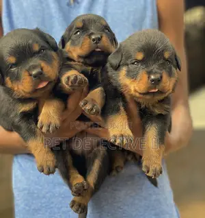 1-3 months Male Purebred Rottweiler