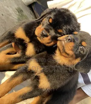 1-3 months Male Purebred Rottweiler