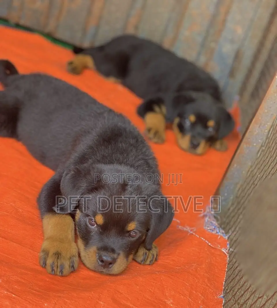 1-3 months Male Purebred Rottweiler