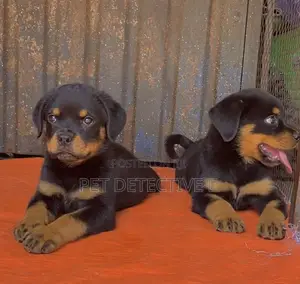 Photo - 1-3 months Male Purebred Rottweiler