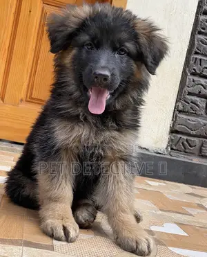 Photo - 1-3 months Male Purebred German Shepherd