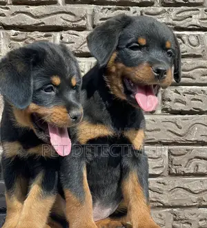 Photo - 1-3 months Male Purebred Rottweiler