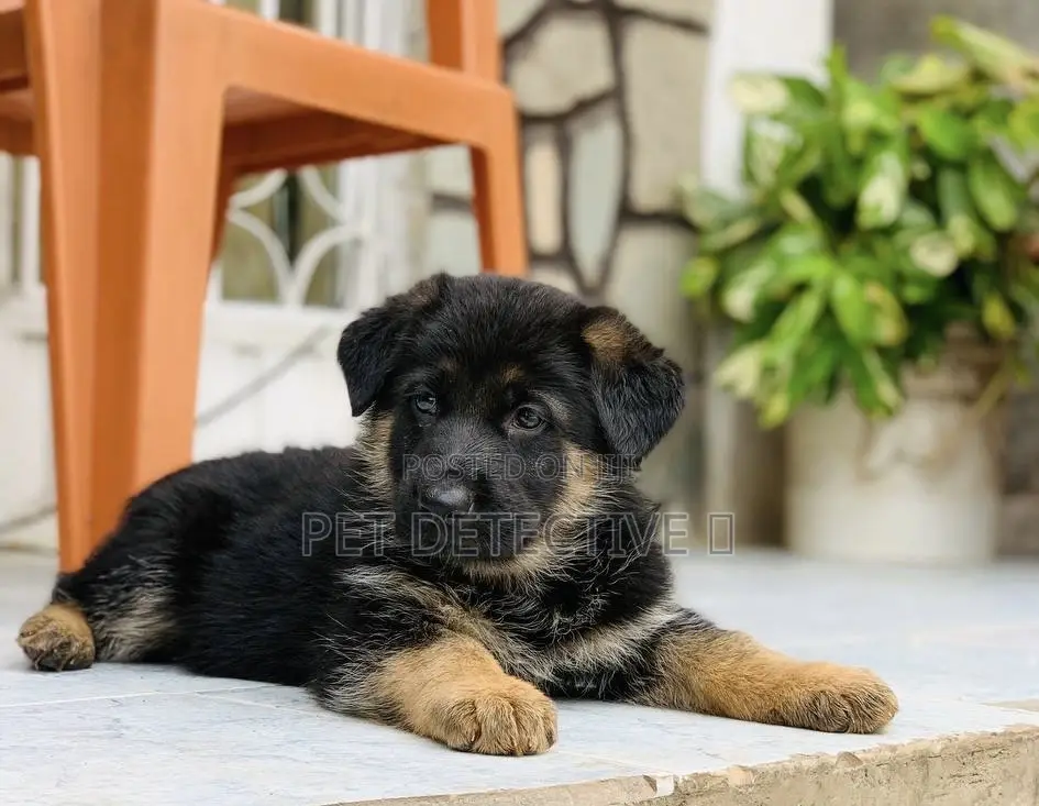 1-3 months Male Purebred German Shepherd