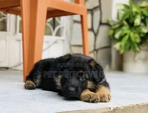 Photo - 1-3 months Male Purebred German Shepherd