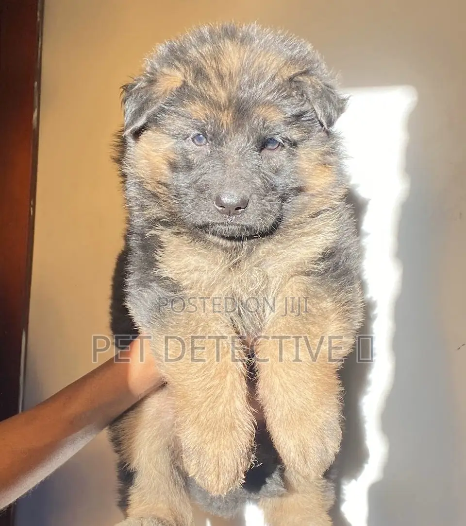 1-3 months Male Purebred German Shepherd