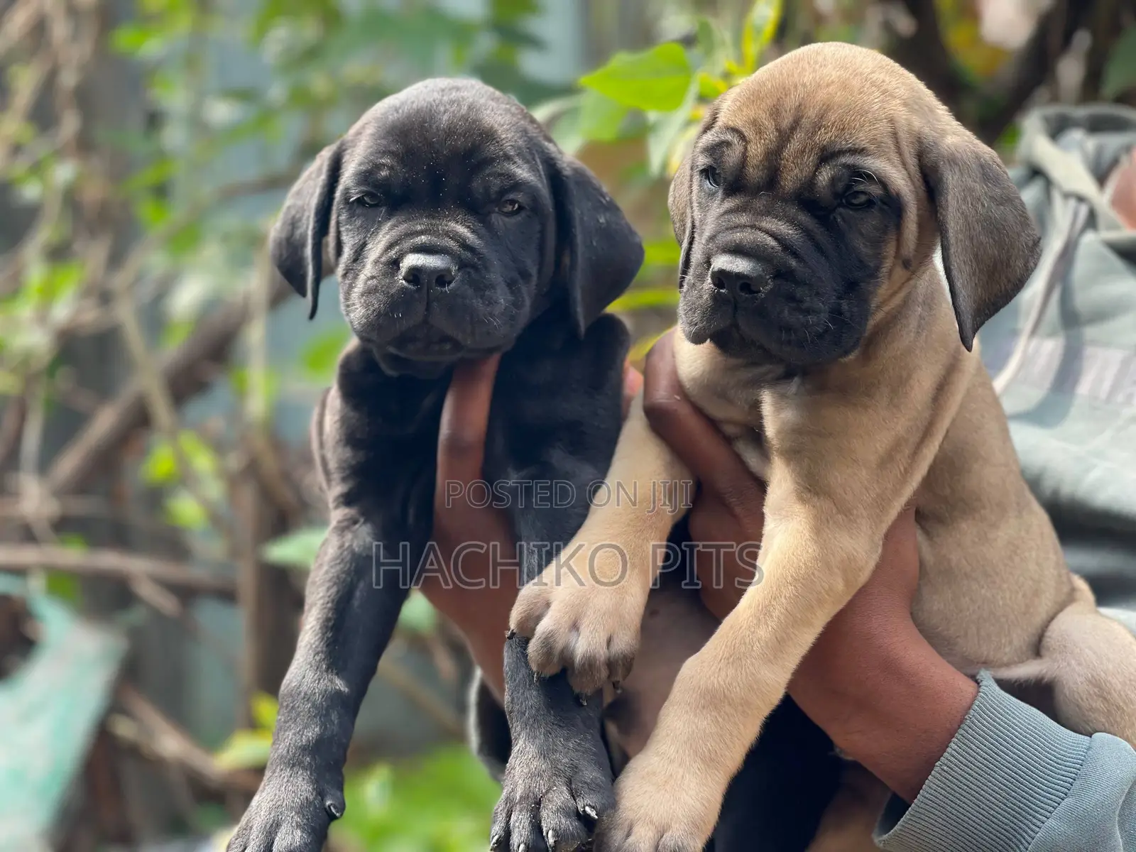 1-3 months Male Purebred Boerboel