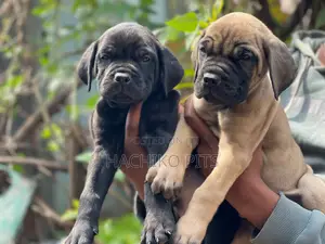 Photo - 1-3 months Male Purebred Boerboel