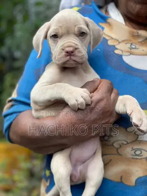 Photo - 1-3 months Male Purebred Bullmastiff