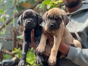 Photo - 1-3 months Male Purebred Boerboel