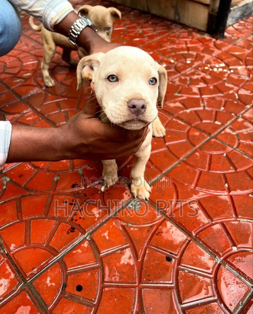 1-3 months Male Purebred American Pit Bull Terrier