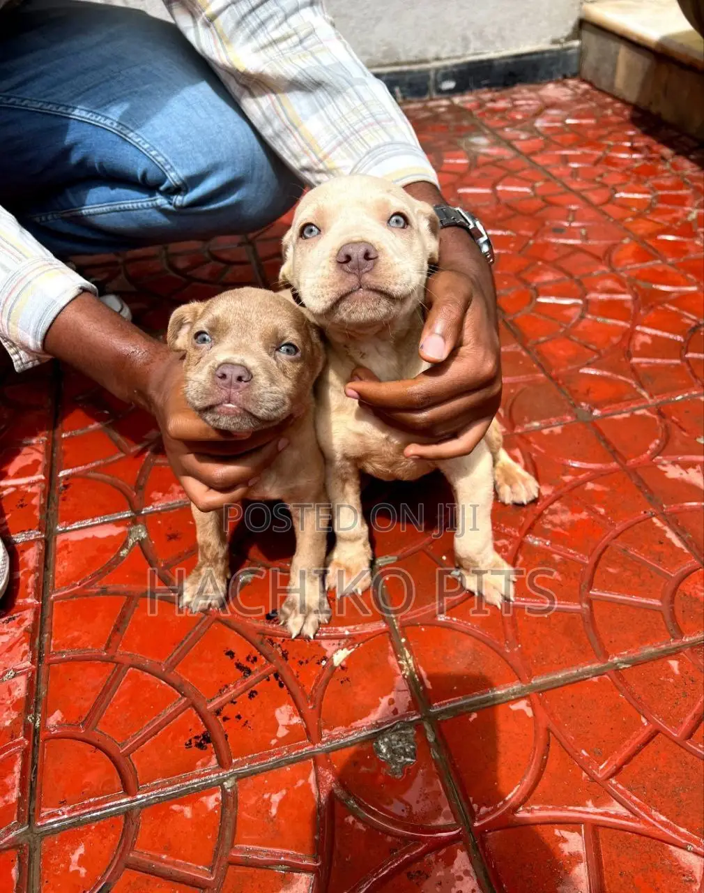 1-3 months Male Purebred American Pit Bull Terrier