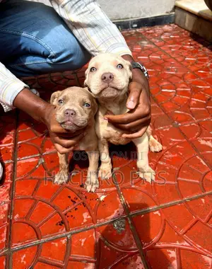 Photo - 1-3 months Male Purebred American Pit Bull Terrier