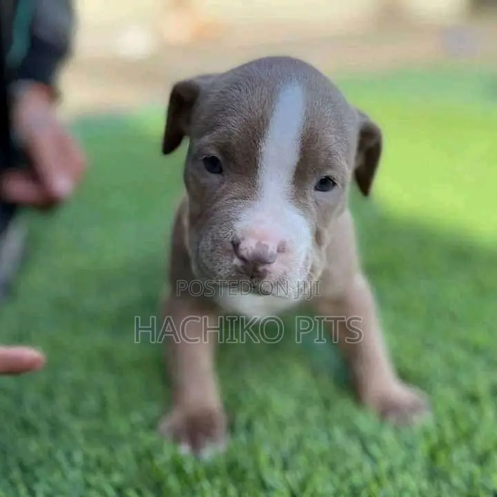 1-3 months Male Purebred American Pit Bull Terrier