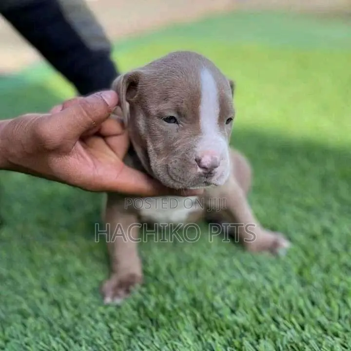 1-3 months Male Purebred American Pit Bull Terrier