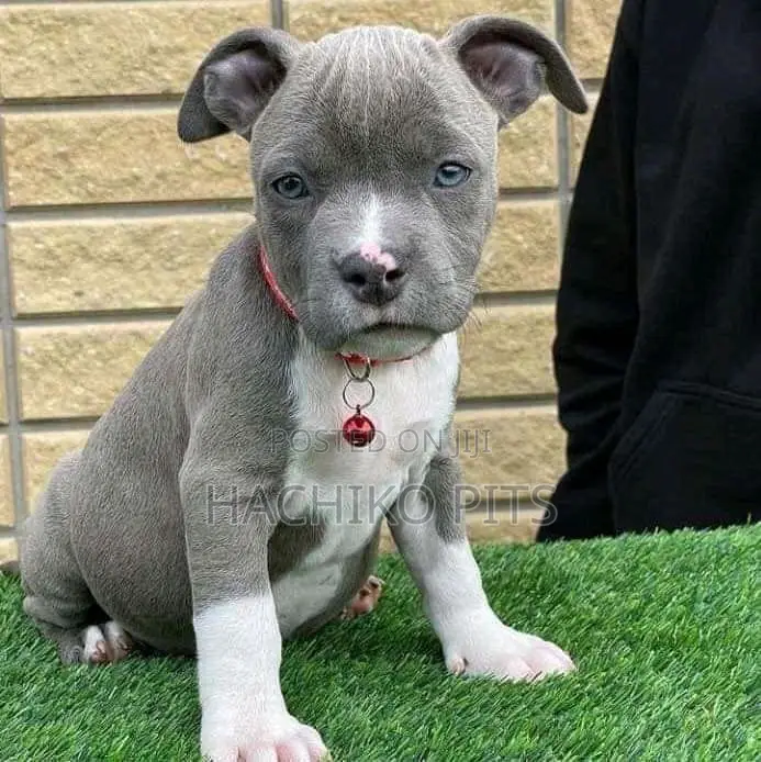 1-3 months Male Purebred American Pit Bull Terrier