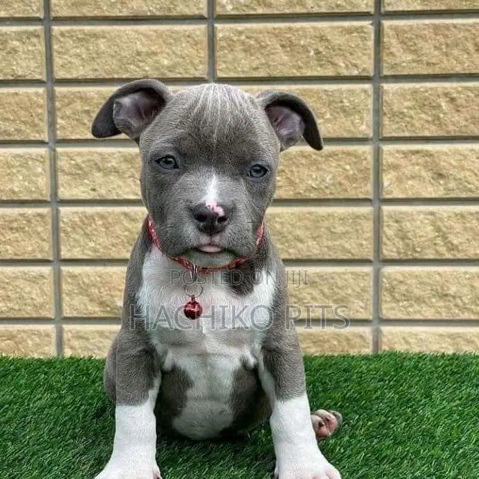 1-3 months Male Purebred Bullmastiff