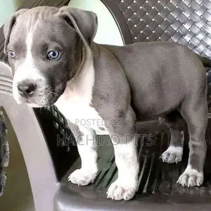 Photo - 1-3 months Male Purebred American Pit Bull Terrier