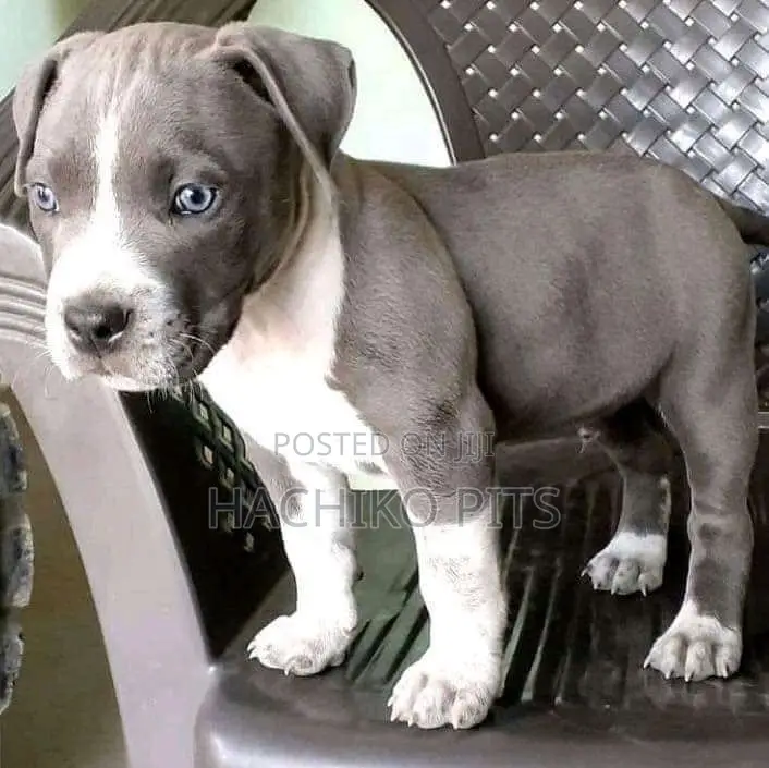 1-3 months Male Purebred American Pit Bull Terrier