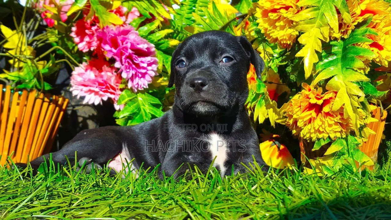 1-3 months Male Purebred American Pit Bull Terrier