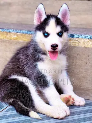 Photo - 1-3 months Male Purebred Siberian Husky