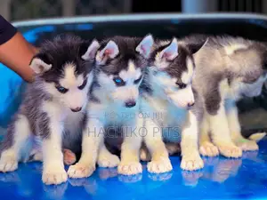 Photo - 1-3 months Male Purebred Siberian Husky
