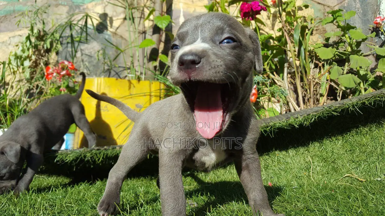 1-3 months Male Purebred American Pit Bull Terrier