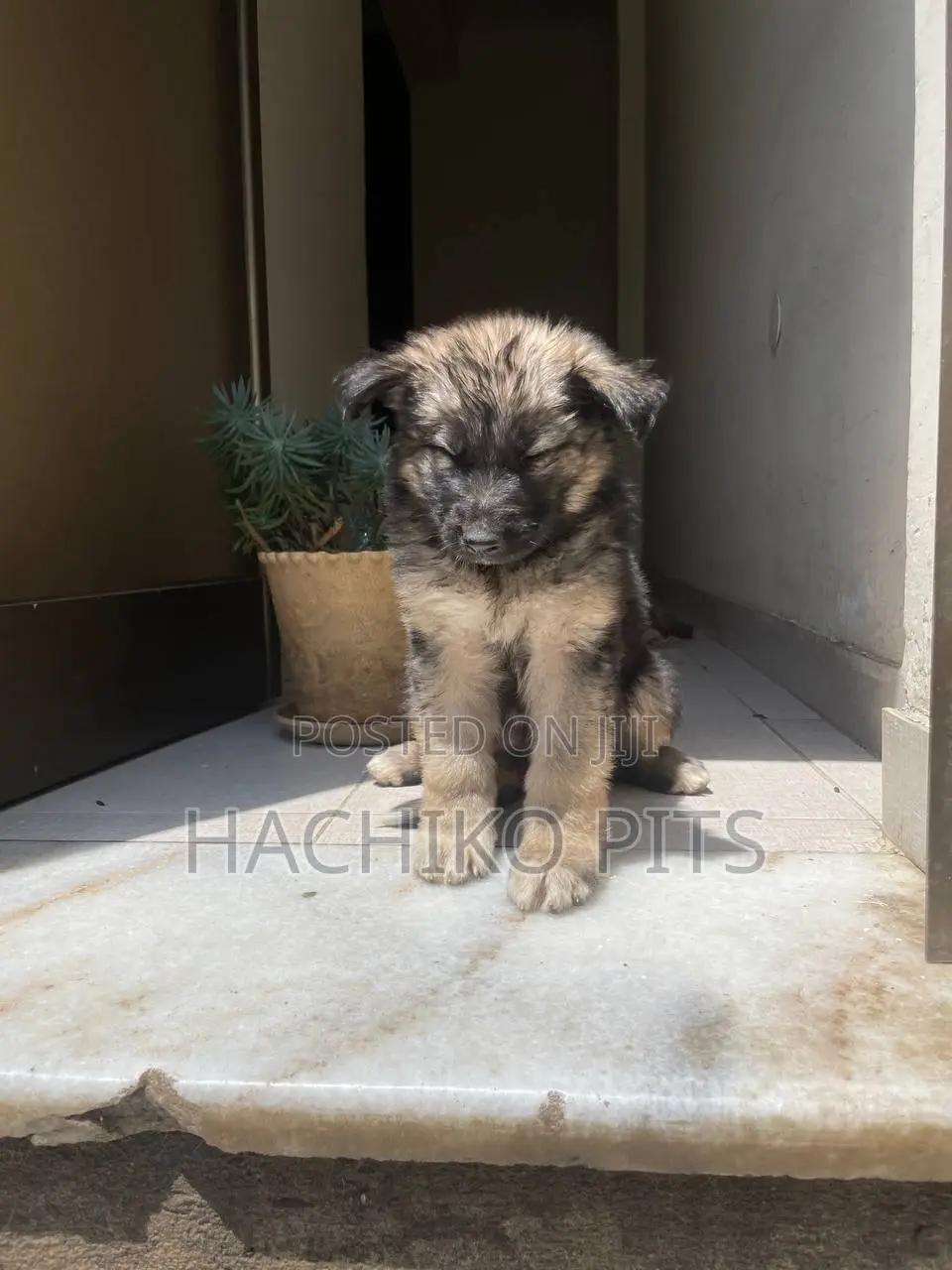 1-3 months Male Purebred German Shepherd