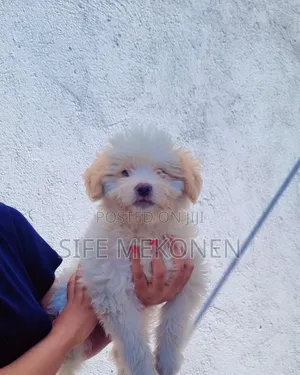 Photo - 1-3 months Male Purebred Maltese
