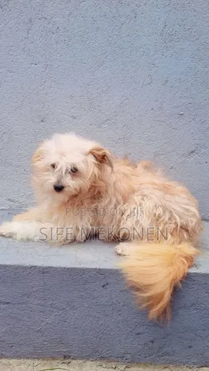 1-3 months Male Purebred Maltese