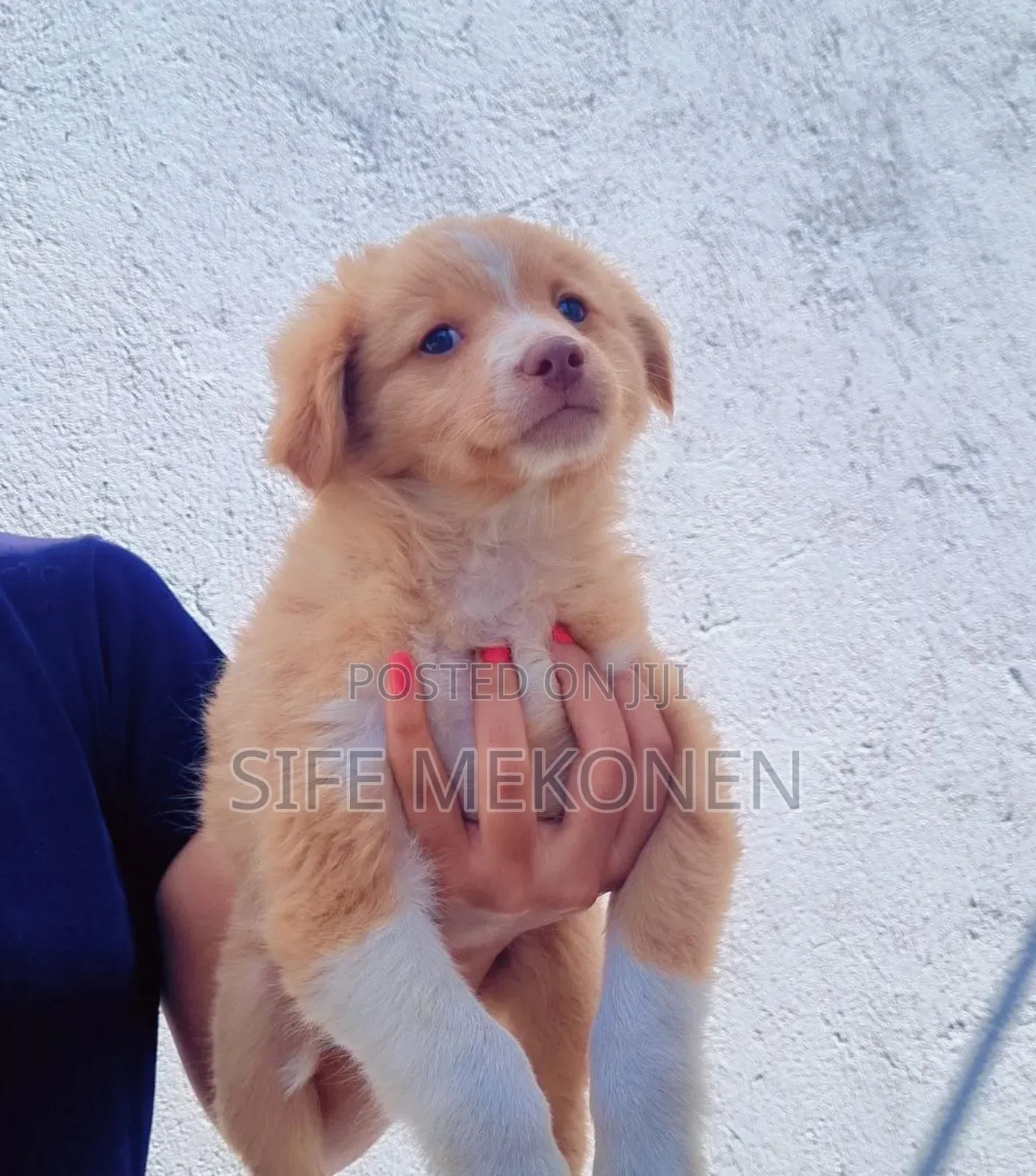 1-3 months Male Purebred Maltese