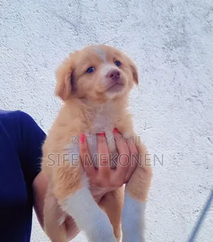 Photo - 1-3 months Male Purebred Maltese