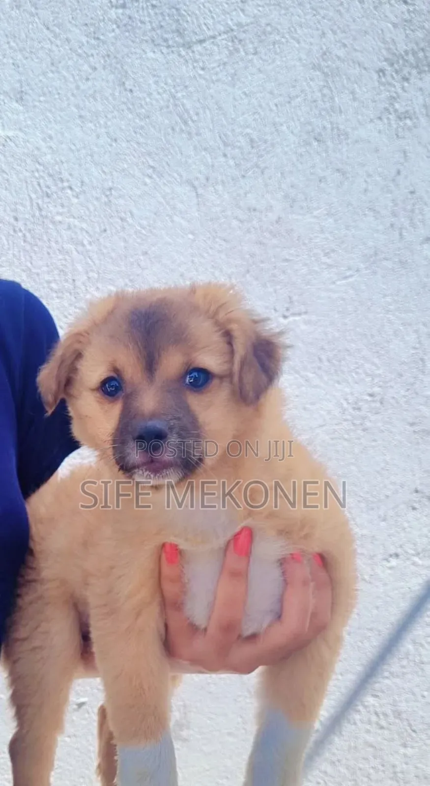 1-3 months Male Purebred Maltese