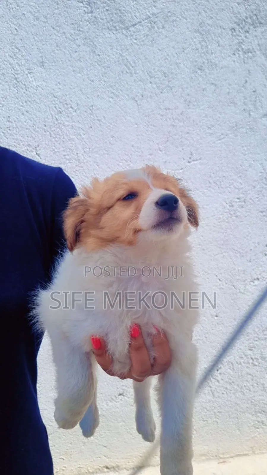 1-3 months Male Purebred Chihuahua