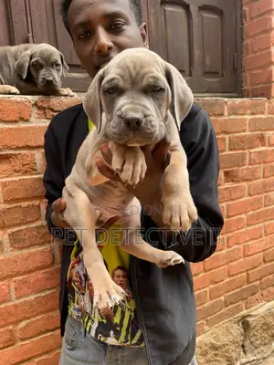 Photo - 1-3 months Male Purebred Bullmastiff