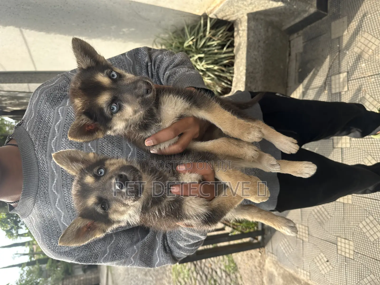 1-3 months Male Purebred German Shepherd