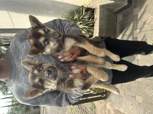 Photo - 1-3 months Male Purebred German Shepherd