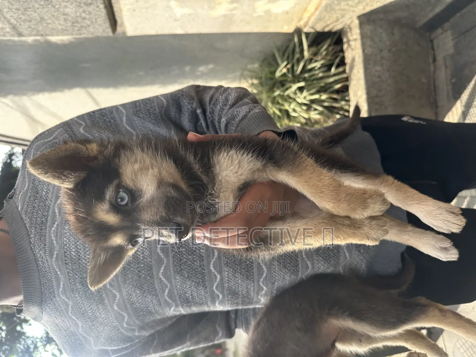 1-3 months Male Purebred German Shepherd