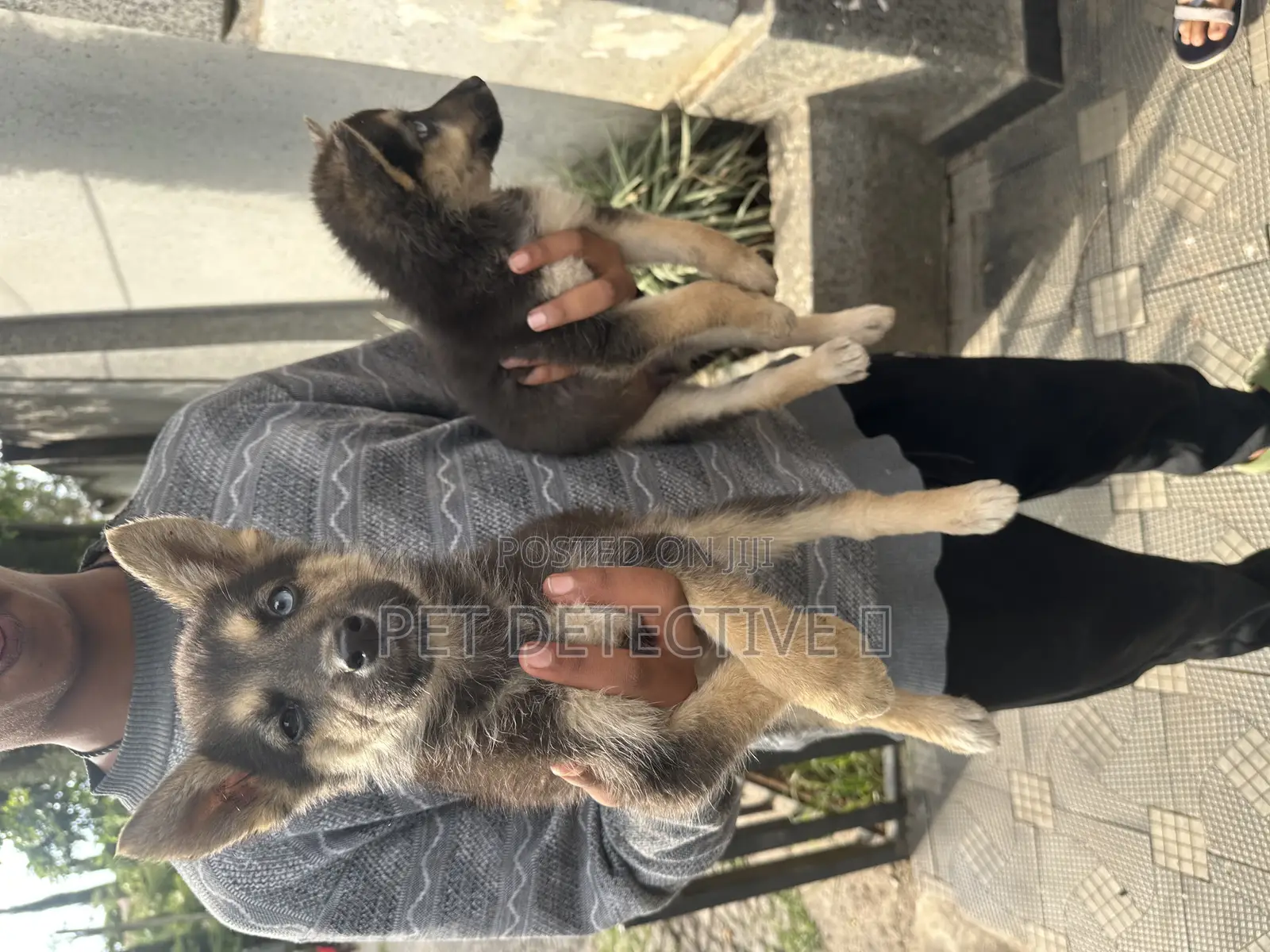 1-3 months Male Purebred German Shepherd