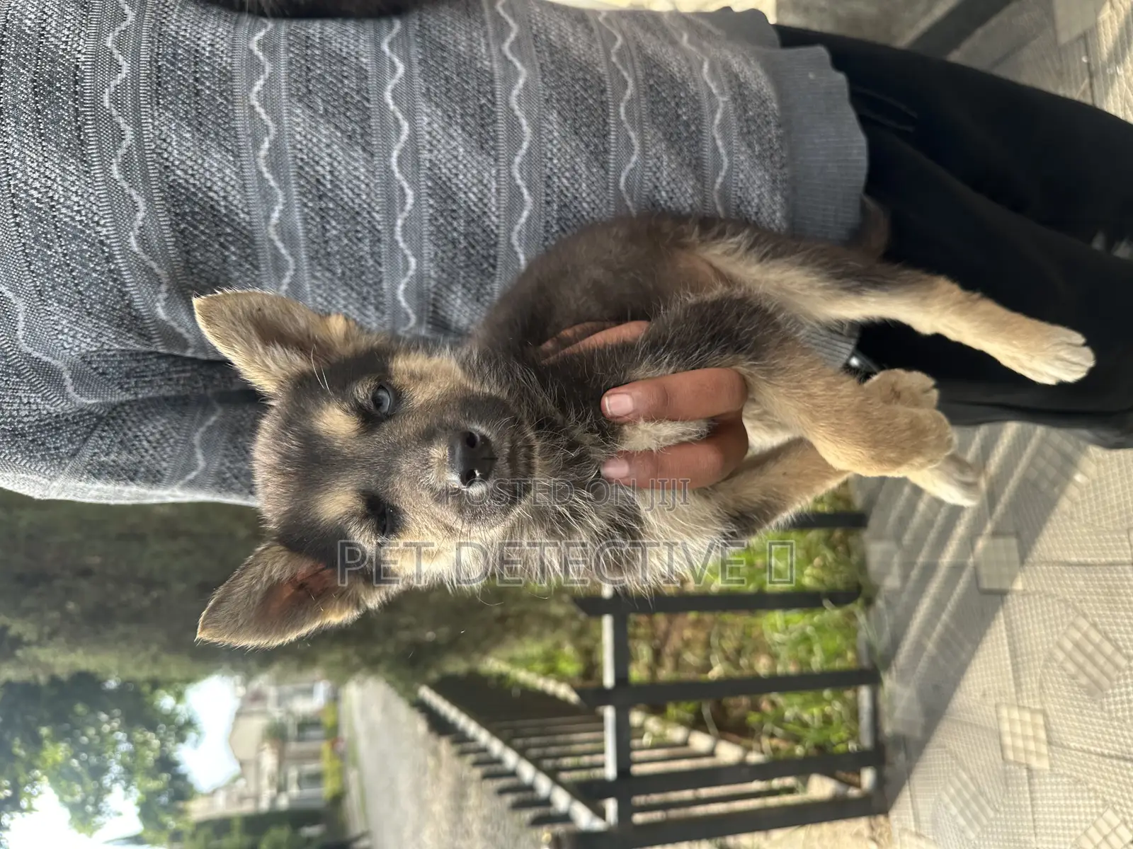 1-3 months Male Purebred German Shepherd