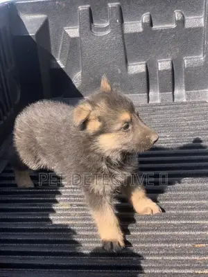 Photo - 1-3 months Male Purebred German Shepherd